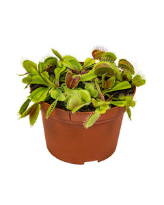 Dionaea muscipula - Venus Fly Trap