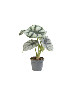 Alocasia baginda 'Silver Dragon'
