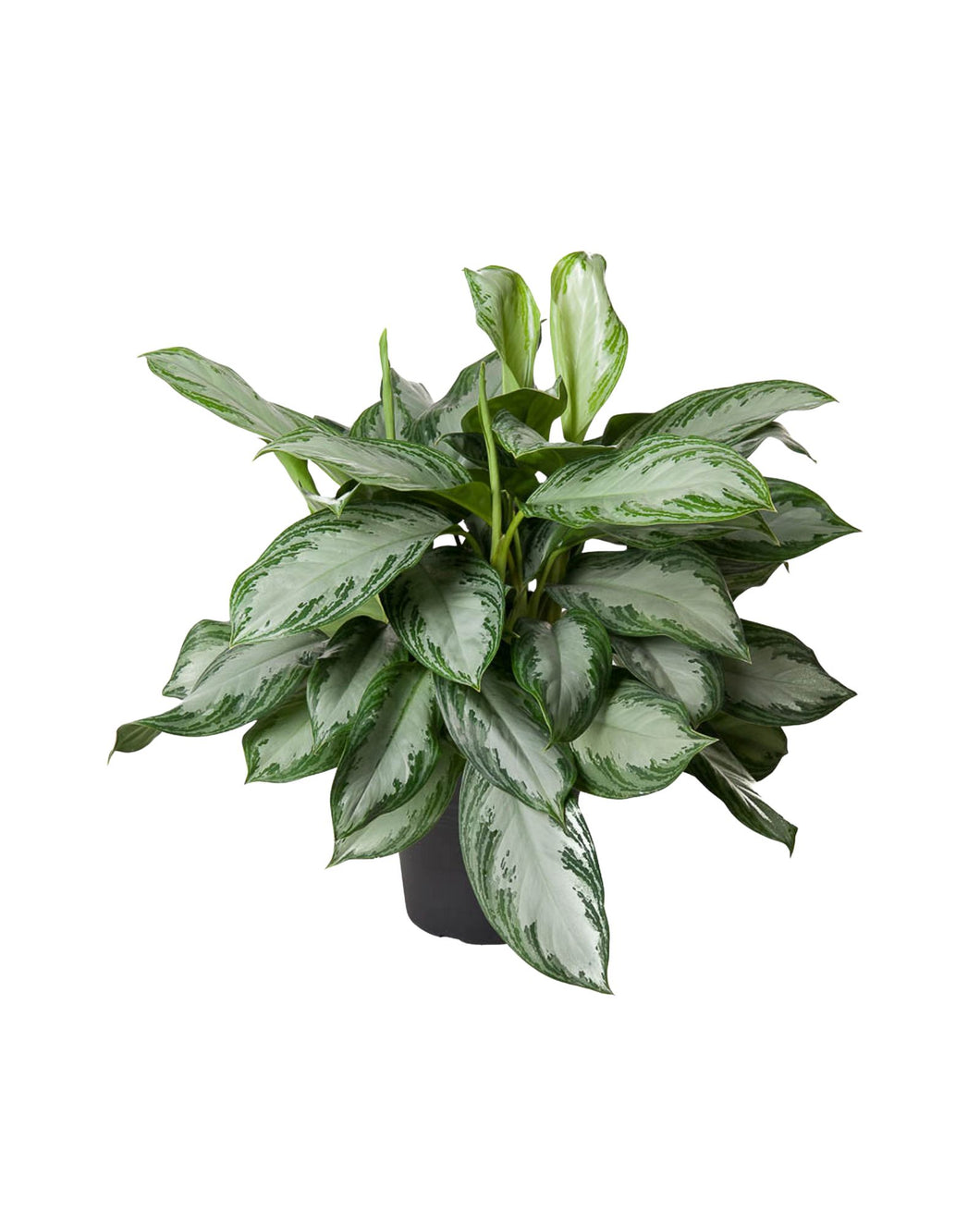 Aglaonema 'Silver Bay'