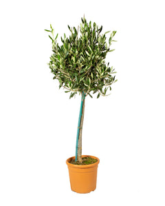 Olea europaea - Olive Tree