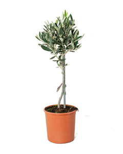 Olea europaea - Olive Tree