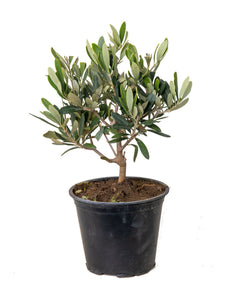 Olea europaea - Olive Tree