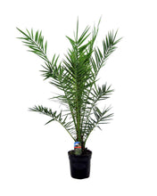 Load image into Gallery viewer, Phoenix canariensis
