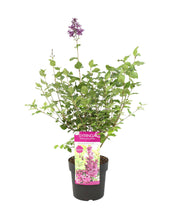 Load image into Gallery viewer, Syringa &#39;Bloomerang Dark Purple&#39; (&#39;Smsjbp7&#39;PBR)
