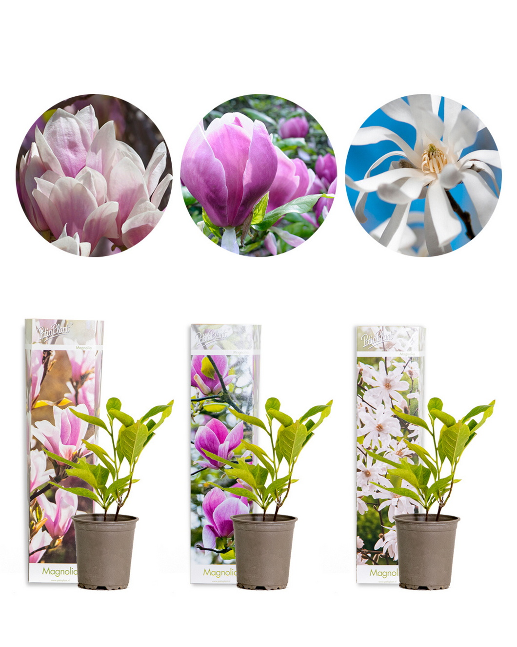 Magnolia Mix - Pack of 3