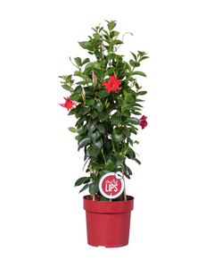 Mandevilla sanderi Sundaville® Series