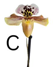 Load image into Gallery viewer, Paphiopedilum Hybrid
