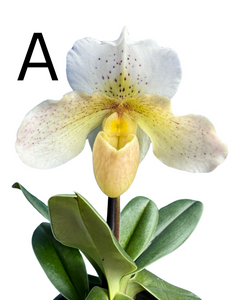 Paphiopedilum Hybrid