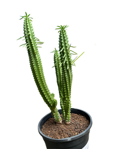 Euphorbia cv. Macguffin