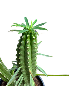 Euphorbia cv. Macguffin