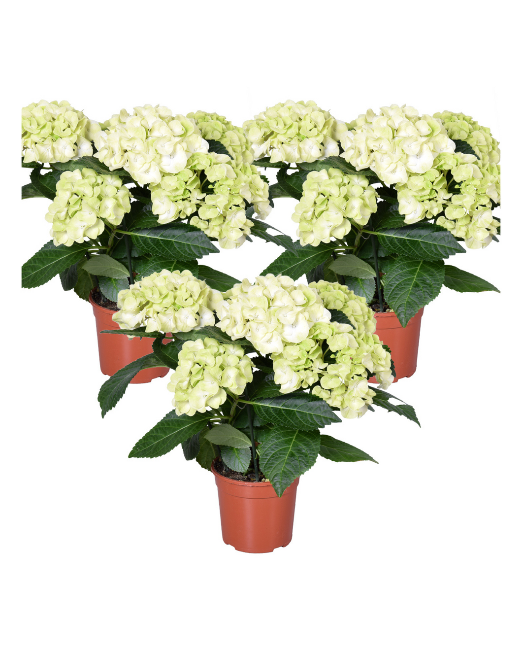 Hydrangea macrocarpa 'Schneeball'