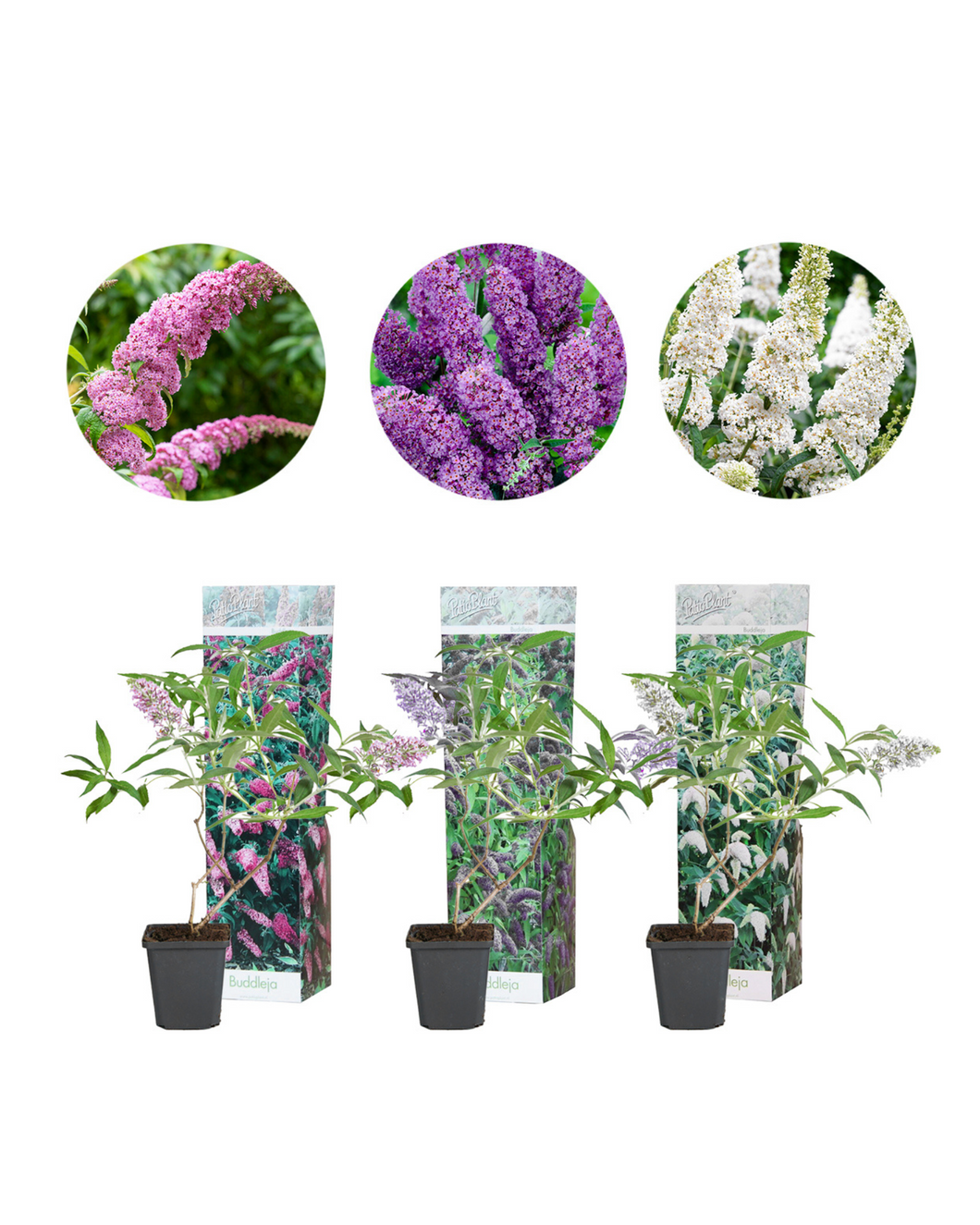 Buddleja davidii - Mixed Pack of 3