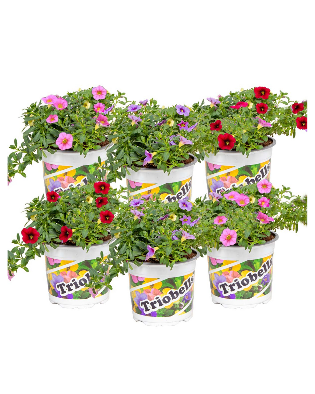 Calibrachoa 'Million Bells' Mix - Pack of 6