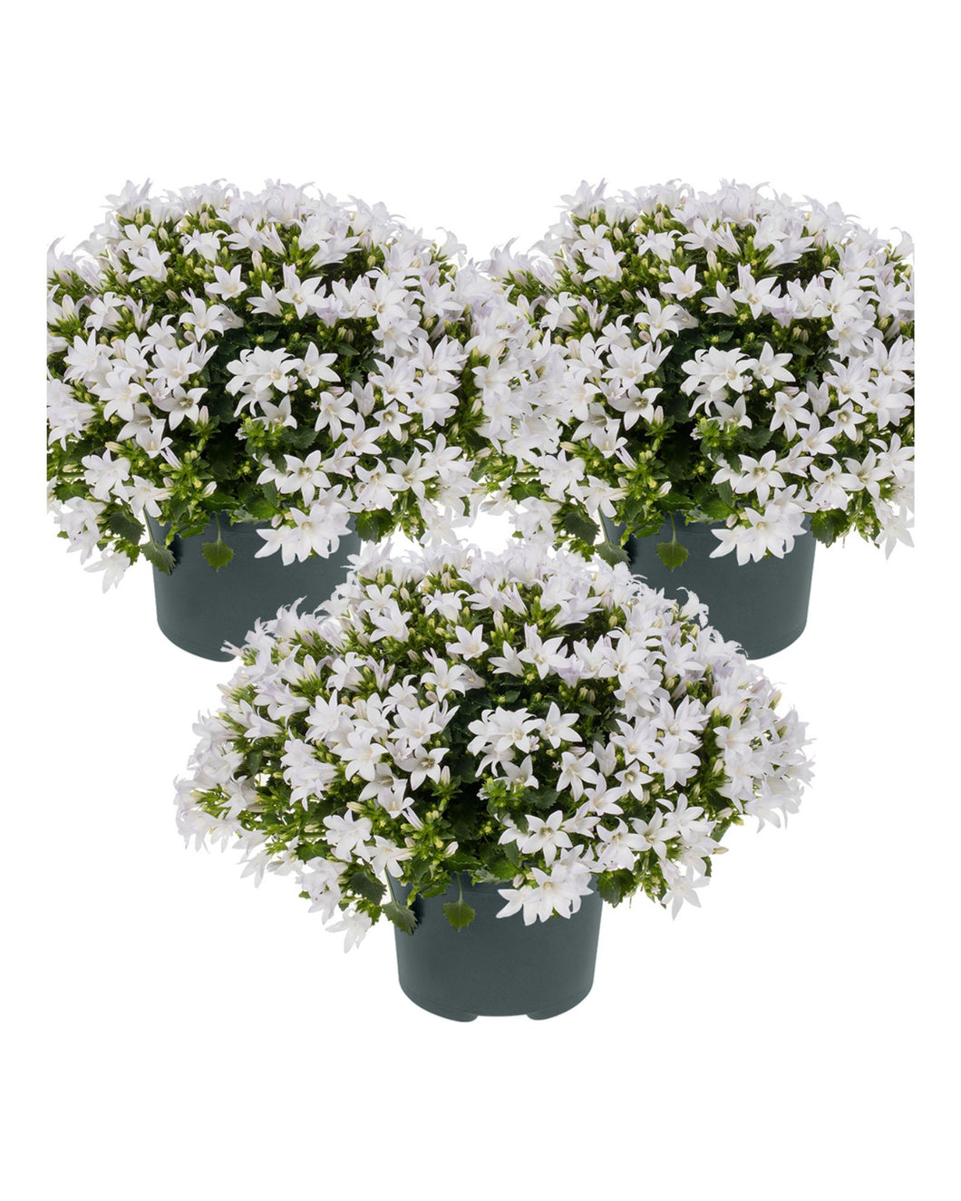Campanula portenschlagiana Ambella Series ('Ptw1101'PBR)