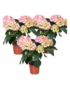 Hydrangea macrophylla - Early Series ('Hba 202911'PBR)
