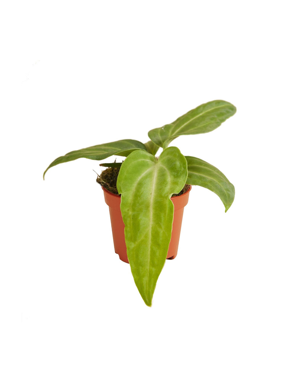 Anthurium villenaorum