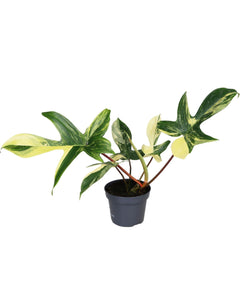 Philodendron 'Florida Beauty' Variegated