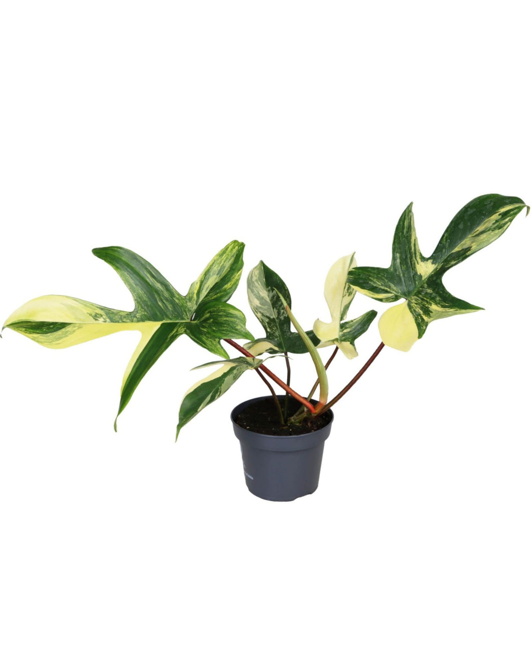 Philodendron 'Florida Beauty' Variegated