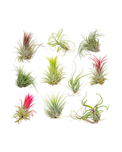 10 x Tillandsia plants (mix)