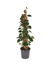 Load image into Gallery viewer, Philodendron lupinum
