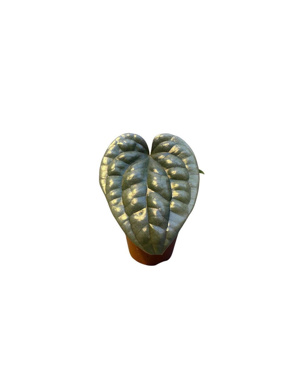 Anthurium luxurians