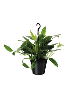 Monstera standleyana