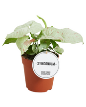 Load image into Gallery viewer, Syngonium podophyllum &#39;Milk Confetti&#39;
