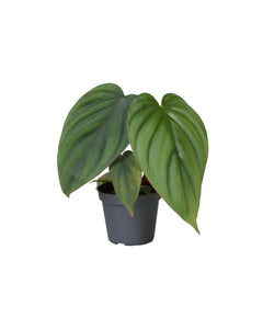 Philodendron mamei