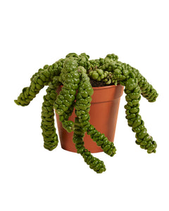 Dischidia nummularia sp. Dragon Jade