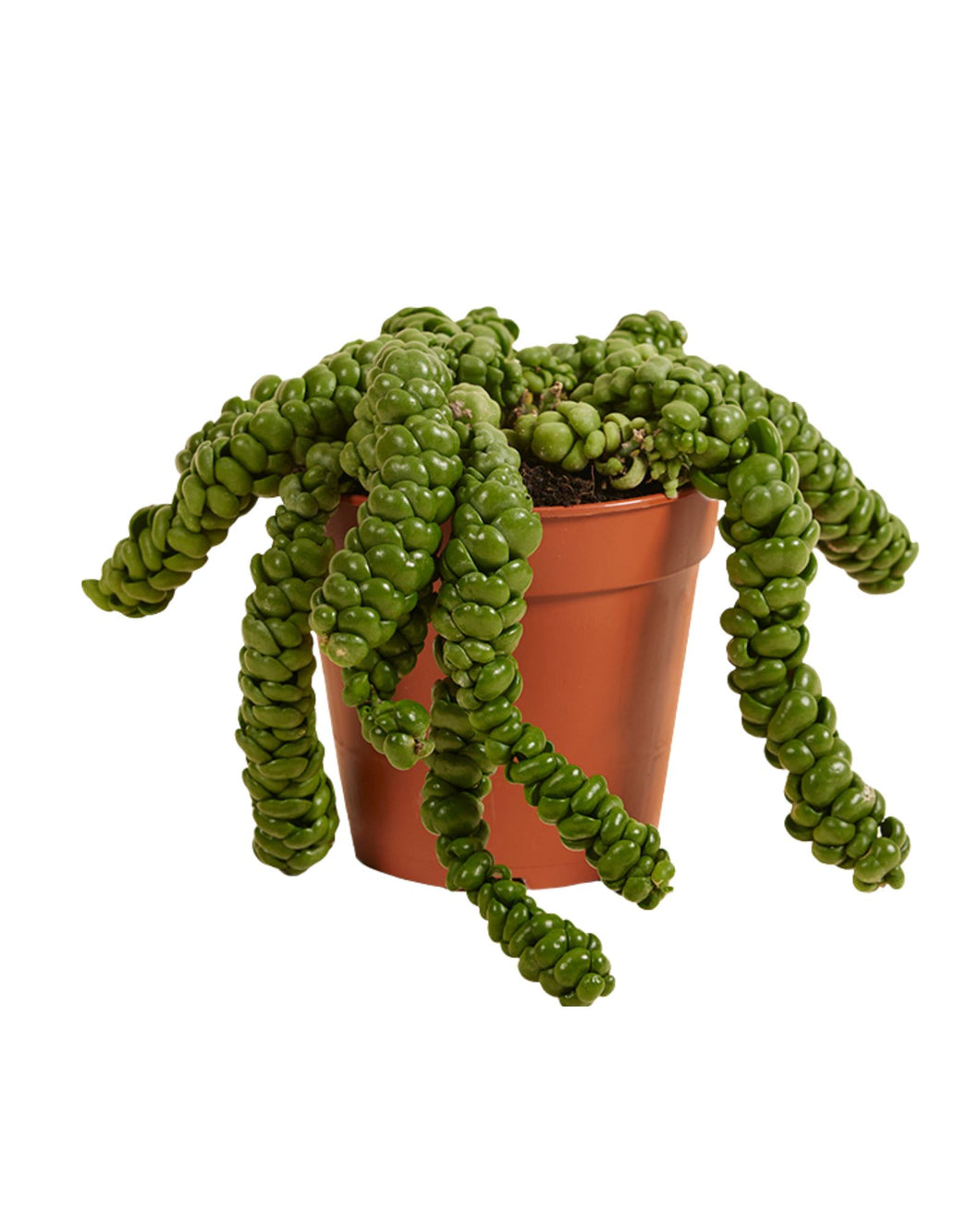 Dischidia nummularia sp. Dragon Jade