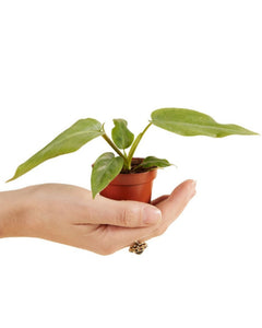 Philodendron maximum