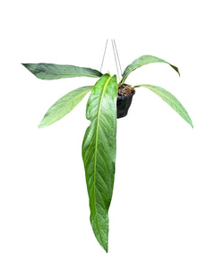 Anthurium 'Big Bill'