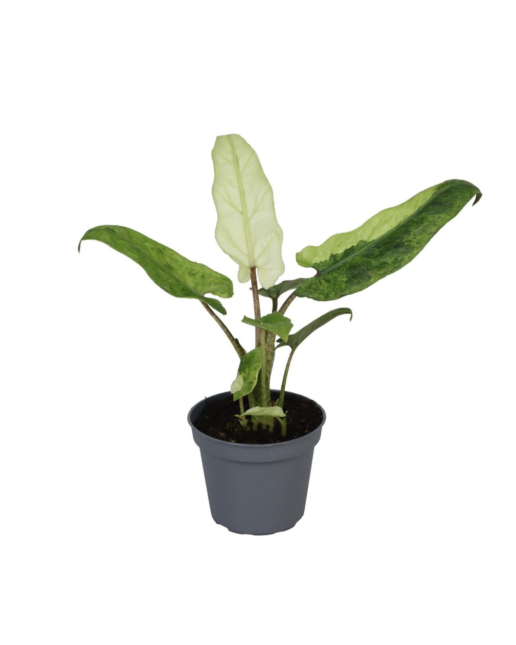 Alocasia lauterbachiana 'Variegata'
