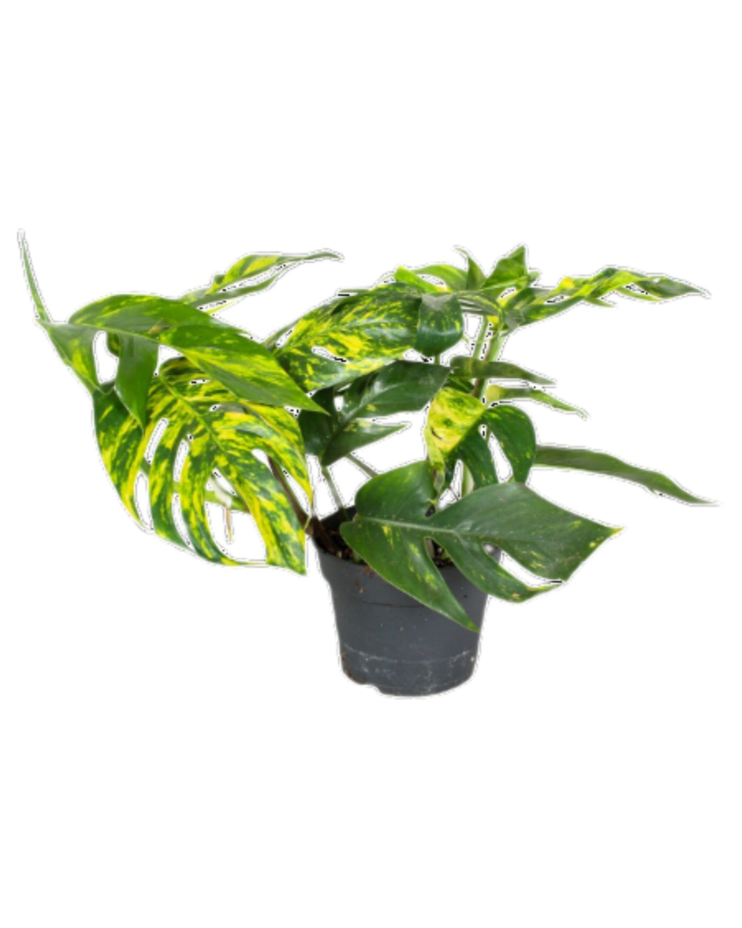 Epipremnum pinnatum 'Cintho Goldfinger'