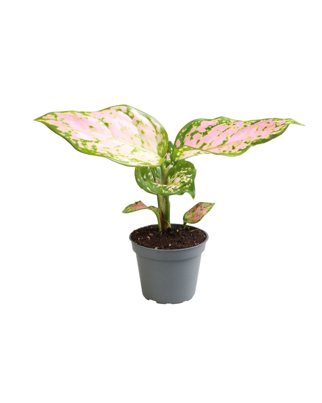 Aglaonema 'Red Valentine'
