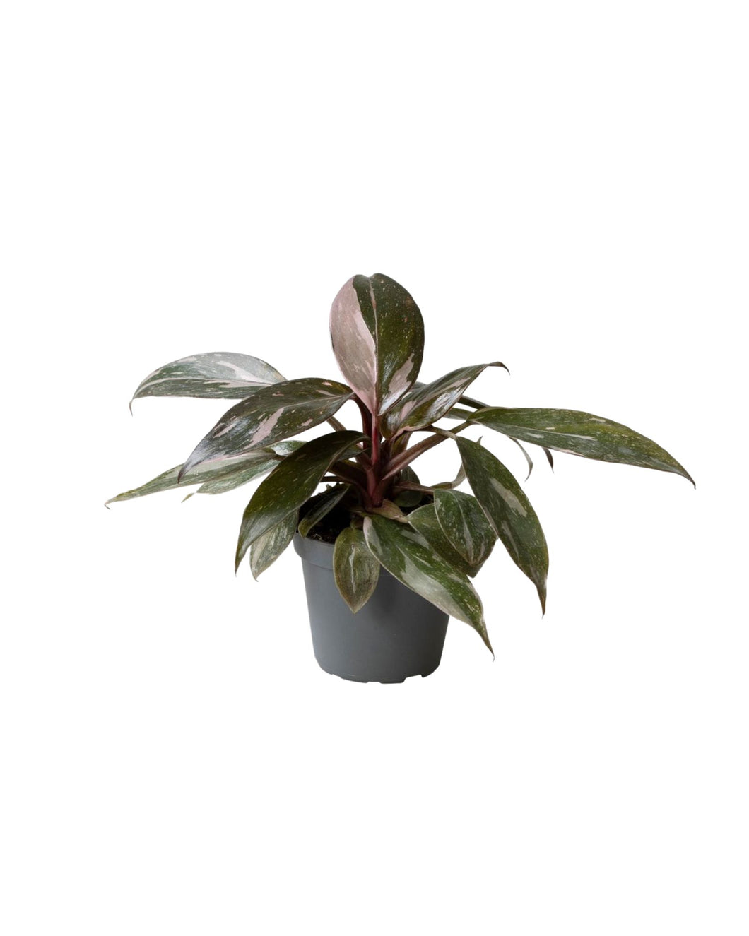 Philodendron 'Pink Princess Marble'