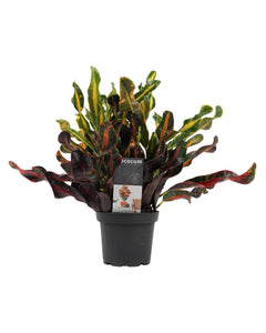 Codiaeum variegatum 'Mammi' - Croton 'Mammi'