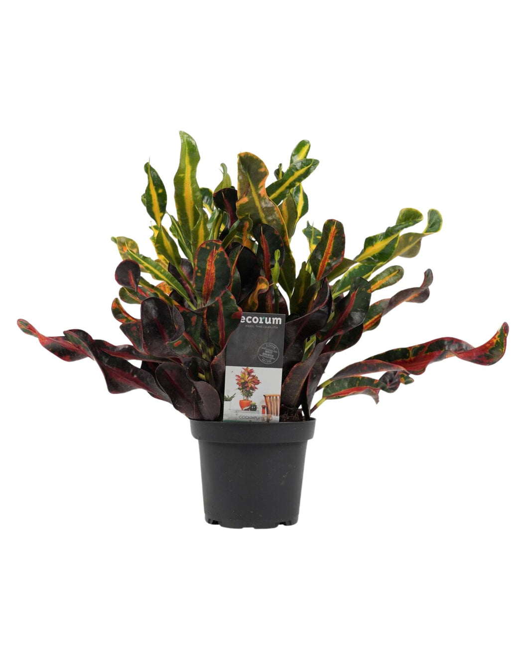 Codiaeum variegatum 'Mammi' - Croton 'Mammi'