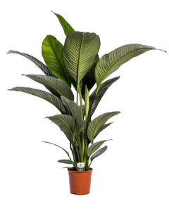 Spathiphyllum 'Sensation' - Root Houseplants