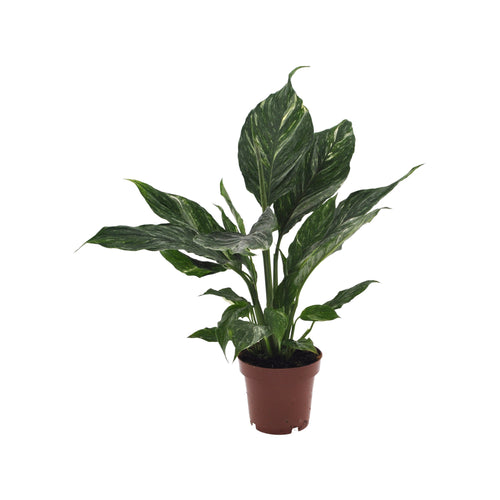 Spathiphyllum wallisii 'Diamond Variegata' - Root Houseplants