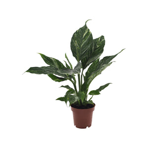 Spathiphyllum wallisii 'Diamond Variegata' - Root Houseplants