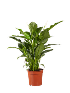 Spathiphyllum wallisii - Root Houseplants