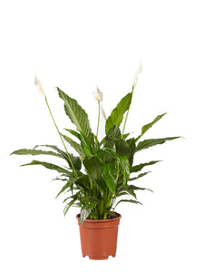 Spathiphyllum wallisii - Root Houseplants