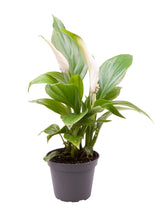 Lade das Bild in den Galerie-Viewer, Spathiphyllum wallisii - Root Houseplants
