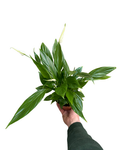 Spathiphyllum wallisii - Root Houseplants