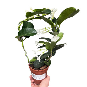 Stephanotis floribunda - Root Houseplants