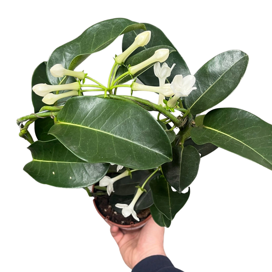 Stephanotis floribunda - Root Houseplants