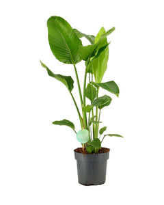 Strelitzia nicolai - Root Houseplants