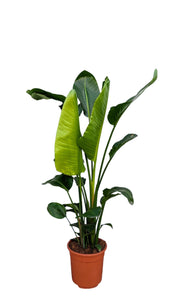 Strelitzia nicolai - Root Houseplants