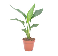 Load image into Gallery viewer, Strelitzia nicolai - Root Houseplants

